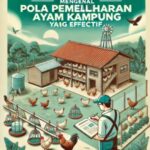 Mengenal Pola Pemeliharaan Ayam Kampung yang Efektif